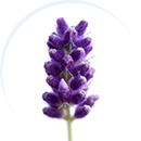 circular-lavender