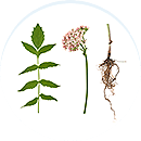 circular-valerian-roots